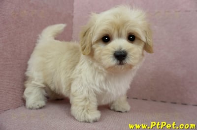 02/14奶油色馬爾泰迪公幼犬(桃園中壢)7