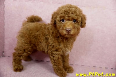 04/15紅貴賓公幼犬(屏東市)6