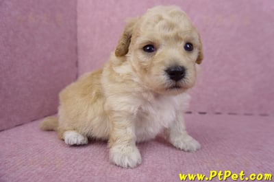 04/01泰迪比熊公幼犬2號(高雄前鎮)2