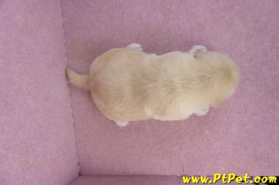 11/14黃金獵犬公幼犬1號(桃園楊梅)7