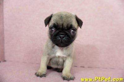 04/02巴哥母幼犬(高雄鼓山)3