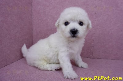 07/22比熊犬公幼犬2號(桃園市)4