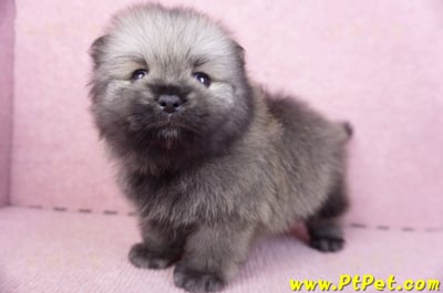 02/10棕色松鼠博美公幼犬9