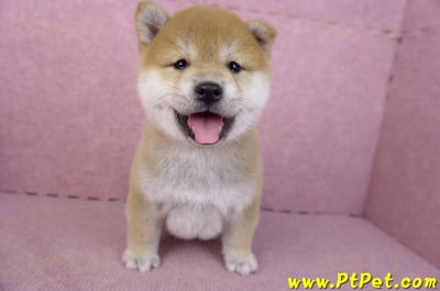 02/06赤色柴犬母幼犬3號(高雄左營)1