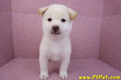 07/11白色柴犬公幼犬(屏東長治)2