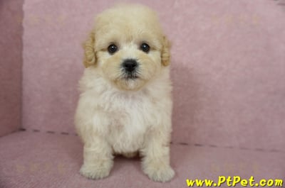 11/08泰迪比熊母幼犬(屏東長治)3