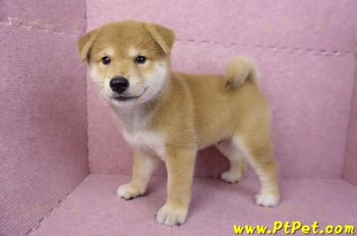 05/07赤色柴犬公幼犬(台南東區)11