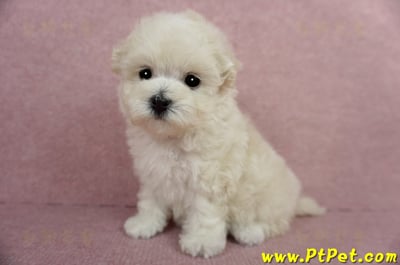 03/31奶油色馬爾泰迪母幼犬2號(屏東市)11