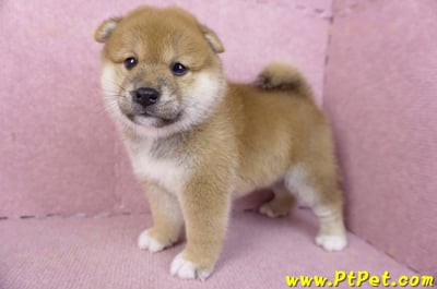 02/06赤色柴犬母幼犬1號(屏東潮州)8