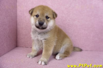 12/10赤色柴犬母幼犬7