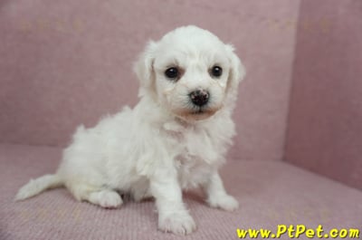 01/12比熊犬母幼犬(屏東市)4