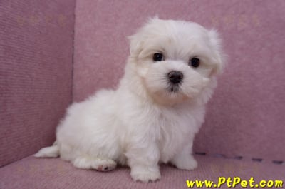 06/26迷你型馬爾濟斯公幼犬2號(高雄前金)5