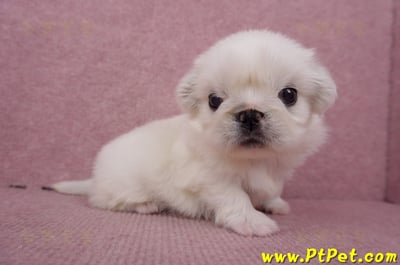 06/19北京狗母幼犬(高雄左營)4