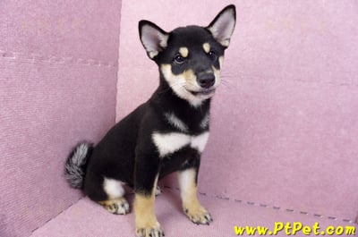 05/14黑色柴犬母幼犬(新北土城)6