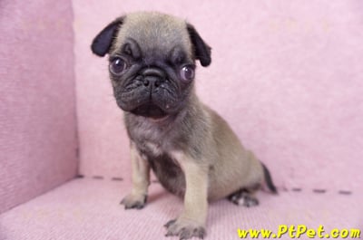 09/08巴哥母幼犬2號(屏東新園)10