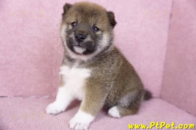 01/11赤色柴犬母幼犬3號5