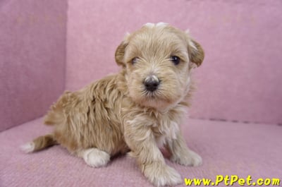 02/20馬爾泰迪公幼犬4