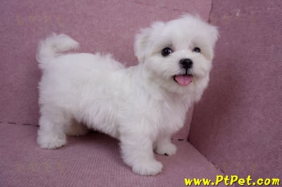 05/28迷你型馬爾濟斯公幼犬(台南安平)6