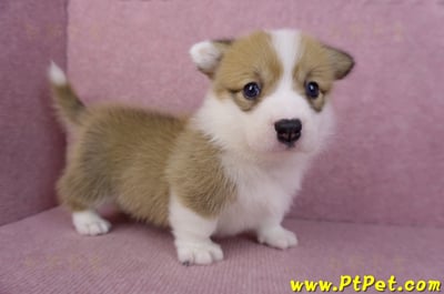 05/31雙色柯基犬母幼犬(屏東新埤)3