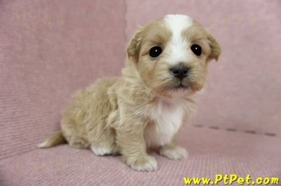 03/21奶油色馬爾泰迪 I 母幼犬1號(台中南屯)3