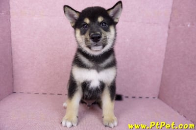 07/05黑色柴犬公幼犬(新北新莊)3