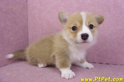 08/05雙色柯基犬母幼犬2號(屏東市)5