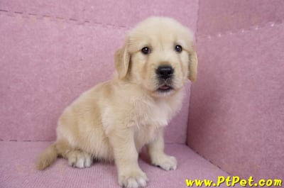 07/18黃金獵犬公幼犬5號(桃園龜山)6