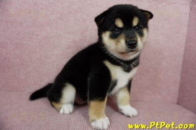 06/04黑色柴犬母幼犬(屏東潮州)4