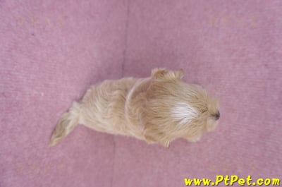 08/06奶油色馬爾泰迪母幼犬2號(高雄鼓山)7