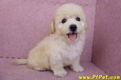 08/14泰迪比熊公幼犬(屏東內埔)7