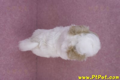 07/18紅白花馬爾泰迪公幼犬12