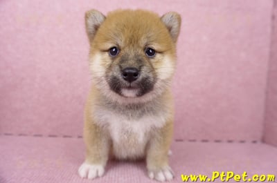 06/14赤色柴犬母幼犬(屏東九如)2