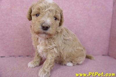 02/18泰迪比熊母幼犬1號5