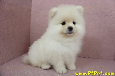 12/15迷你型松鼠白博美公幼犬(台東市)8