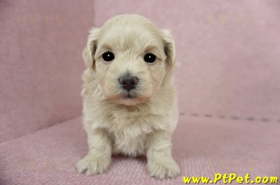 03/14奶油色馬爾泰迪母幼犬(新竹竹東)2