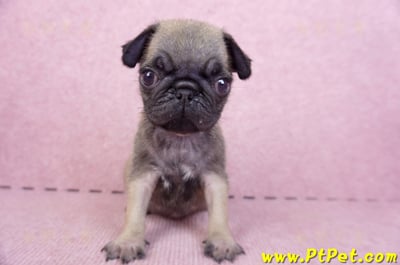 09/08巴哥母幼犬2號(屏東新園)4