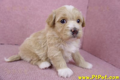 01/30馬爾泰迪公幼犬2號5