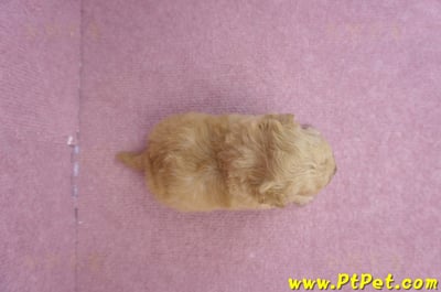 08/12泰迪比熊公幼犬1號(台中)7