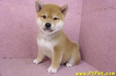 02/06赤色柴犬母幼犬(新竹東區)11