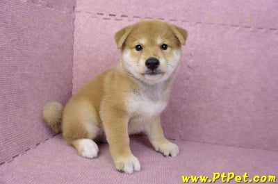 05/07赤色柴犬公幼犬(台南東區)6