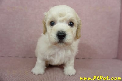 11/08泰迪比熊公幼犬1號(屏東東港)3