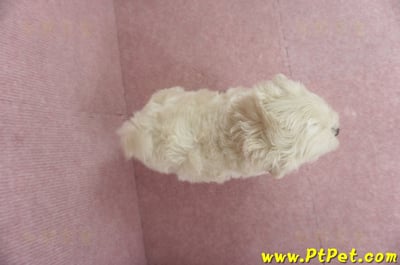 03/31奶油色馬爾泰迪母幼犬3號(屏東恆春)13