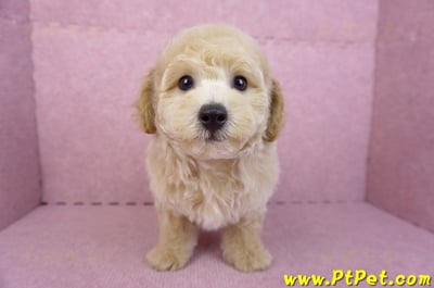 08/14泰迪比熊公幼犬3號(高雄新興)4