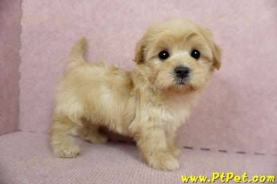 2/14奶油色馬爾泰迪 II 母幼犬(台中北屯)4