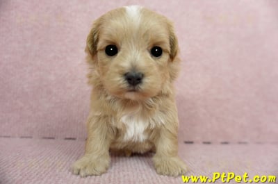 2/23奶油色馬爾泰迪 I 母幼犬2號(高雄鼓山)1