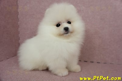 03/14迷你型松鼠白博美公幼犬1號(台北信義)4