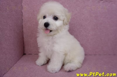 07/22比熊犬母幼犬2號(桃園平鎮)12