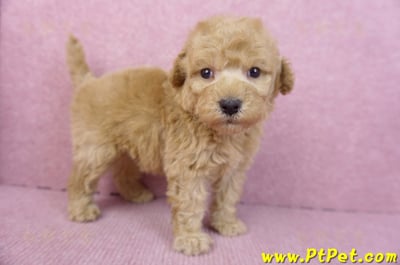 12/06玩具型奶油貴賓公幼犬(高雄左營)3