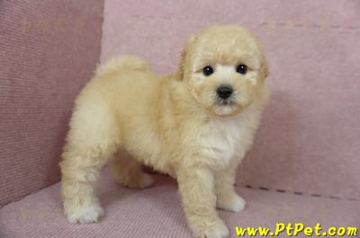 11/26迷你型奶油貴賓公幼犬(屏東市)7