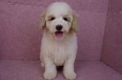 07/10迷你型花貴賓公幼犬(奶油花)(屏東東港)3